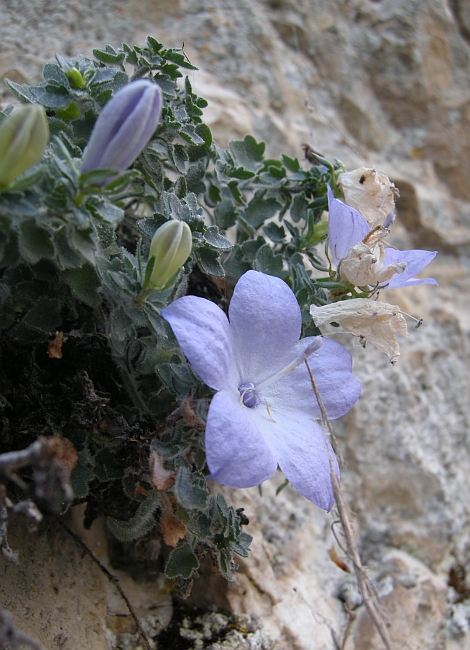 Campanula fragilis subsp. cavolinii / Campanula napoletana